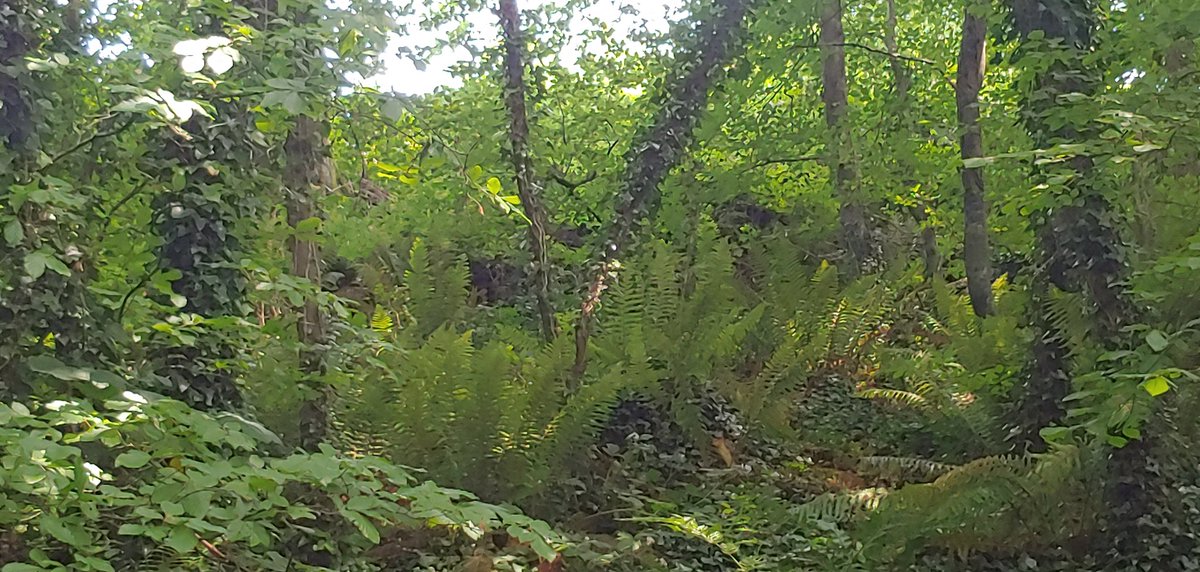msniamhgarvey's tweet photo. For a long time I could not climb the steps in my garden that lead to the surrounding local woods, due to #AutoimmuneArthritis and #Pain. But today I made it to the woods without pain, and indulged in the peace and beauty of trees and ferns. https://t.co/YsLkgFqPtn