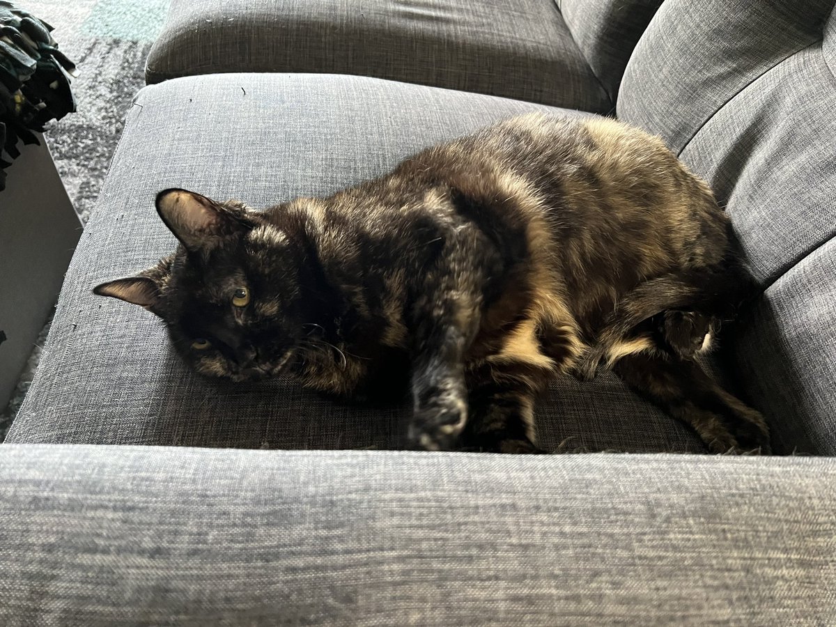 JnthnHdrck's tweet photo. This is my spot on the couch. But it’s also Tessa’s spot. She’s kind enough to share it with me. 😻🛋️

#TessaTuesday #PetsForPatriots #CatsOfTwitter #CatsOnTwitter https://t.co/DfvIH2KwDy