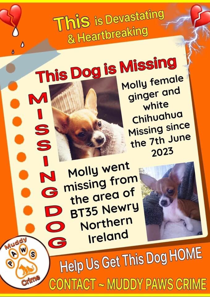 Please share to #findMollyIreland  🙏
Missing since June 7th  from her garden in BT35.
If you know where she is,please do the right thing and let her go home.