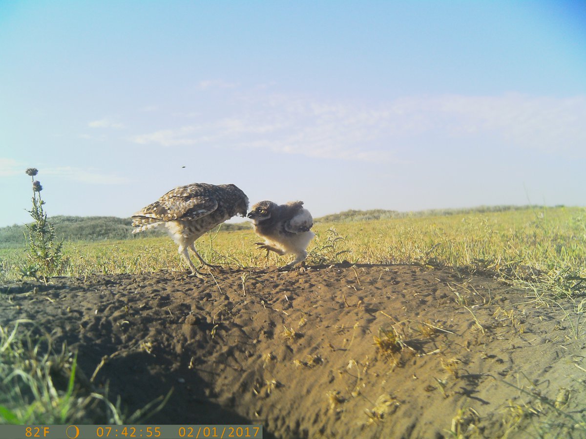 #EBDpub How does #urbanization affect the dietary patterns of a generalist avian predator?

We examined diet specialization in urban and rural breeding pairs of burrowing owls and its relationship with individual behaviour and intraspecific competition.

➡️nature.com/articles/s4159…