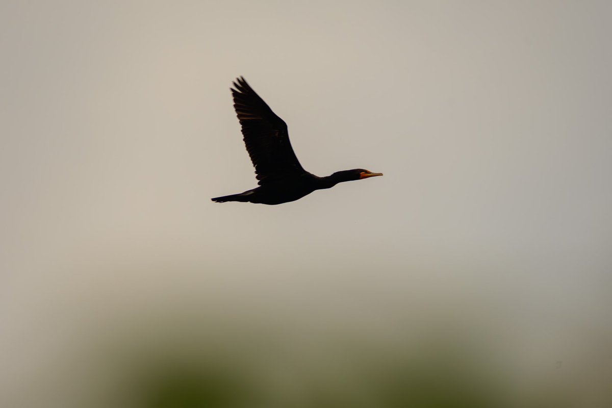 pierre_lachaine's tweet photo. Cormorant flying over Centretown Ottawa in smoky haze from the Québec wildfires yesterday morning. This is not photoshopped. #ottawa #photography #ShareYourWeather #ottnews #ottcity #wildfires #quebecwildfires #wildlifephotography #ottweather https://t.co/08hIVpSDMS https://t.co/ECDyiKioKS