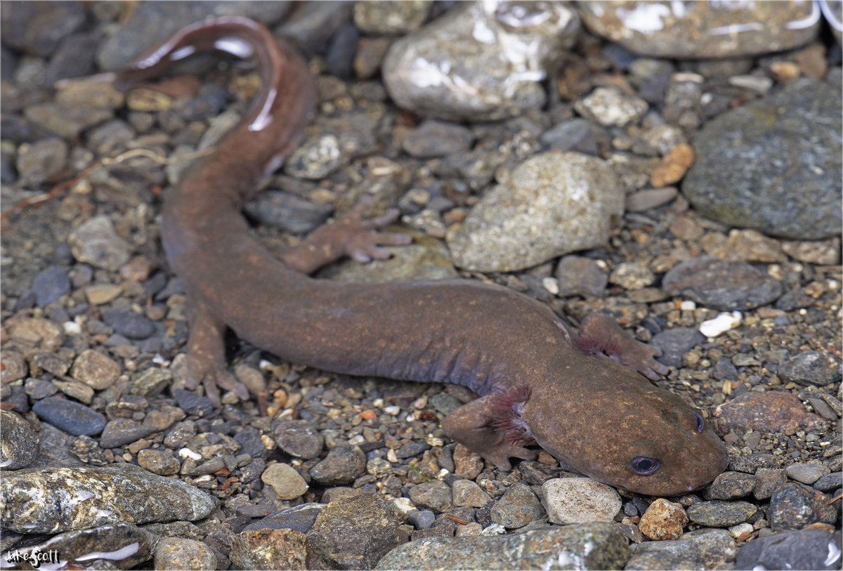 The Cope's Giant Salamander is at home in the clear flowing creeks and pools at the splash zone of waterfalls in the Pacific Northwest rainforests. This is a neotenic adult, which is how the vast majority of these salamanders are found.