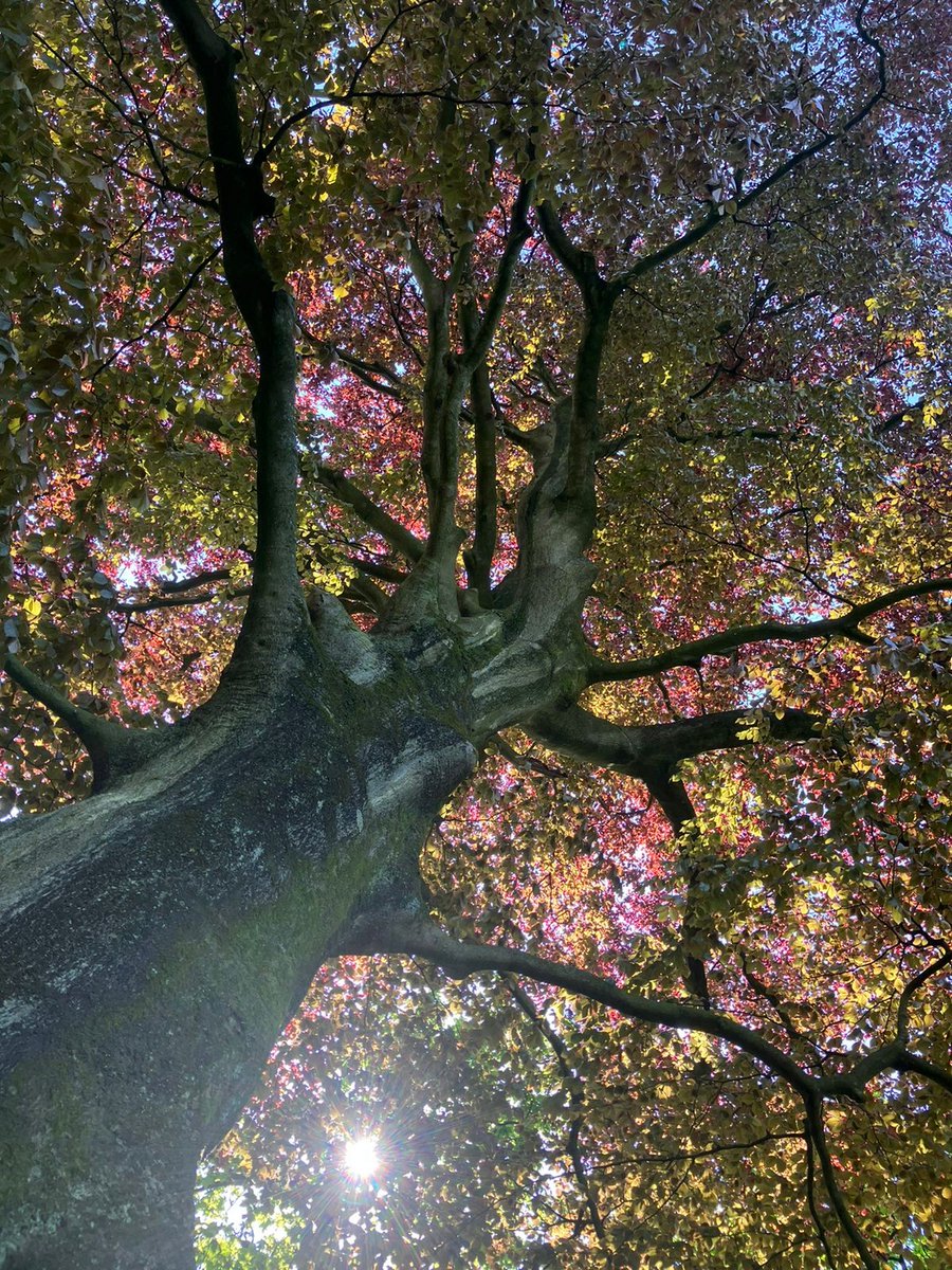 Zaterdag 15 juli van 14:00 tot 16:00 uur cursus Bomen 🌳 herkennen voor beginners aanmelden via 📲: hetparkinrotterdam.nl/agenda/bomen-h… in <a href="/hetParkinRdam/">het Park</a>. Hovenier Jantien Koenders ontwikkelde deze cursus, € 12,50 incl. materiaal &amp; wandeling. Studenten jongeren € 7,50 🍃.