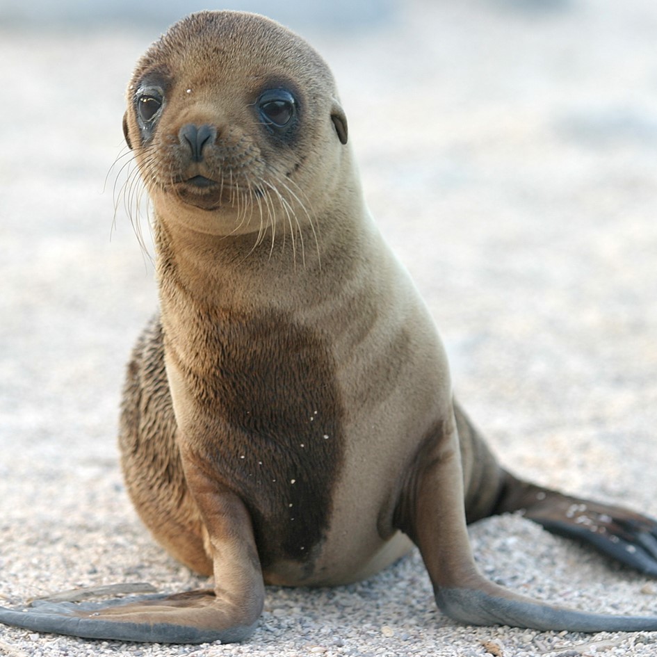 SeaWolvesSpain's tweet photo. Si te interesan los animales, en el canal de Youtube de Sea Wolves podrás encontrar cientos de vídeos, conferencias y clases gratuitas sobre la fauna del mundo
https://t.co/ioETPR4Pn7 https://t.co/fdyUUiCEsB