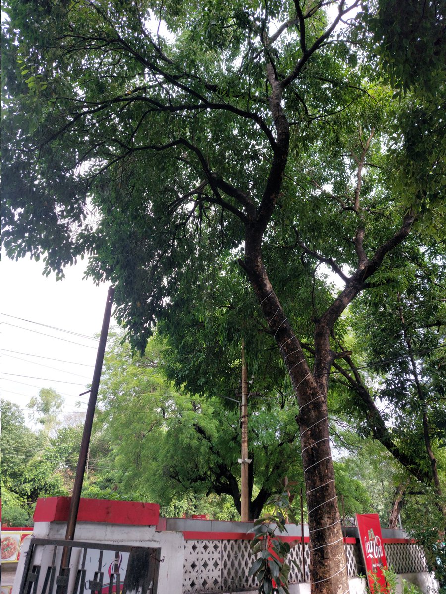 Meerut Cantt is resplendently green after rainfall. But no, it's always as green!! 💚