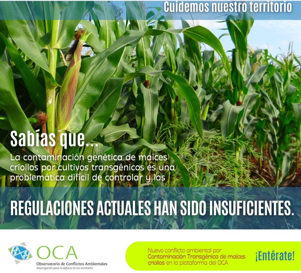 OCAUnal's tweet photo. 📣#NovedadesOCA El 7 de julio publicaremos caso sobre contaminación de 🌽 maíces criollos por transgénicos: un asunto que compromete derechos de comunidades étnicas y campesinas, como también la biodiversidad, dada la erosión genética de variedades locales, entre otros problemas https://t.co/7VARM1I0eL