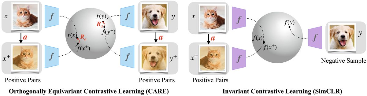 Excited to introduce CARE: Contrastive Augmentation-induced Rotational Equivariance, an equivariant contrastive learning approach that trains augmentations of input data to correspond to orthogonal transformations of the embedding space. 

Paper: arxiv.org/abs/2306.13924