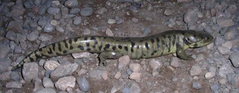 Elusive tiger salamander lives in Edmonton area wetlands ⁦<a href="/AdrienneLambCBC/">Adrienne Lamb</a>⁩ ⁦<a href="/ABbiodiversity/">ABMI</a>⁩ ⁦@FisherSpeaks⁩ ⁦<a href="/Speedster9110/">Tasha</a>⁩ ⁦⁦<a href="/TWoSEdm/">TELUS World of Science - Edmonton</a>⁩ ⁦<a href="/FieraBiological/">Fiera Biological</a>⁩ ⁦<a href="/YEGRiverValley/">YEG River Valley</a>⁩