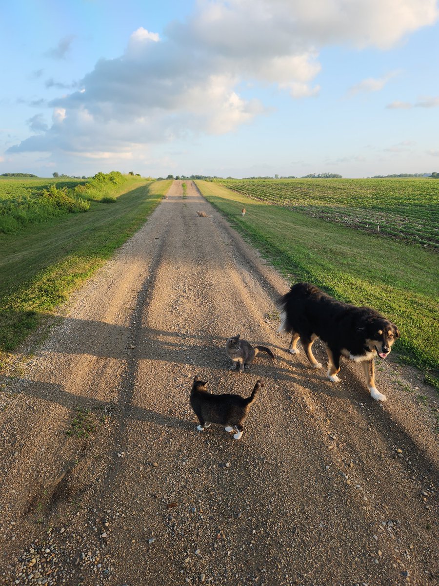 TaitDan's tweet photo. #tongueouttuesday With bonus barn cats https://t.co/94jQfPf232