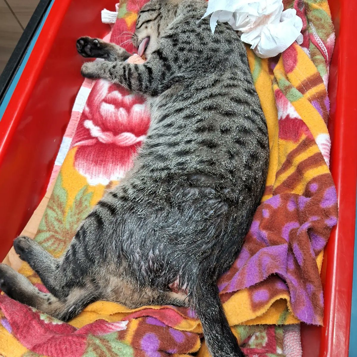dscorpio0's tweet photo. Hi this is Taika 1 year cat she fall down from 8th floor she badly injured with 2 legs  and spine cord fracture 
Dr. Dave suggest surgery urgent basis
Cost it's come around 1 L
Please help for Tiaka for new better life
For help please contact
Dilip Sharma

#sevva #JohnAbraham https://t.co/6Wd0ltTqJ6