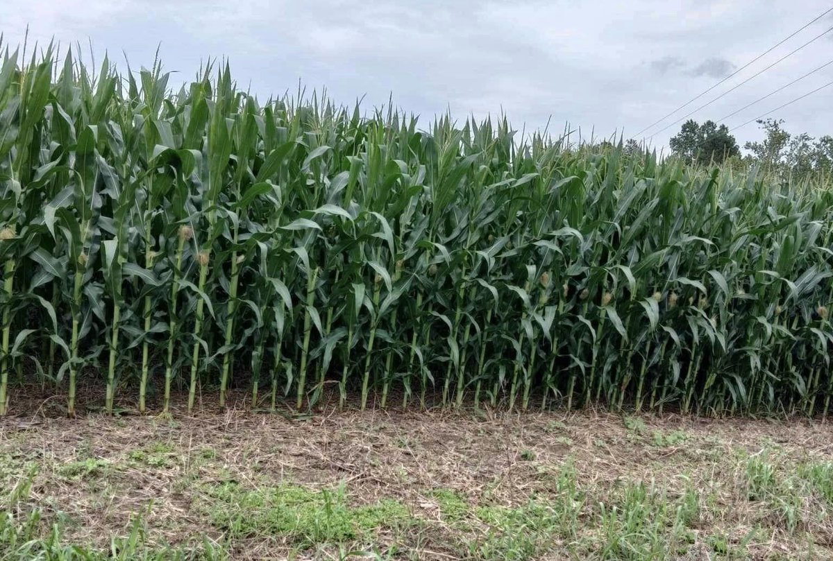 RevereSeed's tweet photo. Timing on point. Beautiful field of #RevereCorn looking strong in King & Queen County, Virginia after 3+ inches of rain last week--just in time for pollination! #Revere1577 #corncheck #letsgrow https://t.co/EKIaTPjZnl