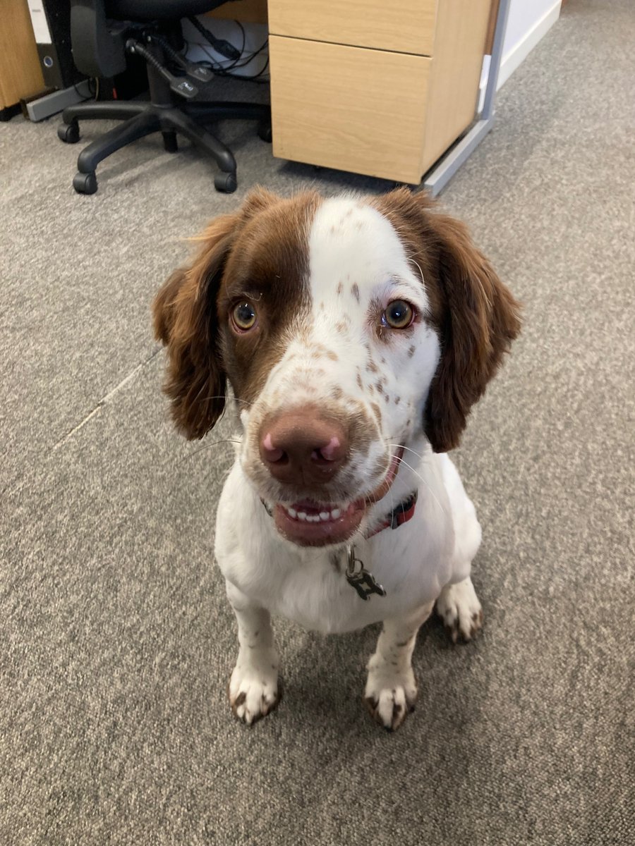Junior Office Dog Jeff is looking very smart after a trip to the groomers! (Look at those ears!!!)

#officedog #officedogsoftwitter #dogsoftwitter #dog #springerspaniel #springerspanielsoftwitter 😂😍