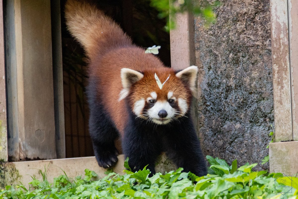 レッサーパンダ FzoNkb8WIAEHwil.jpg