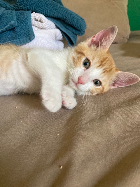 TpawsNoKill's tweet photo. COME MEET SOME KITTENS! Check out this week's Mewsings for important updates and cute pictures. - https://t.co/8gzzBwvduR https://t.co/lW77ibZhhG