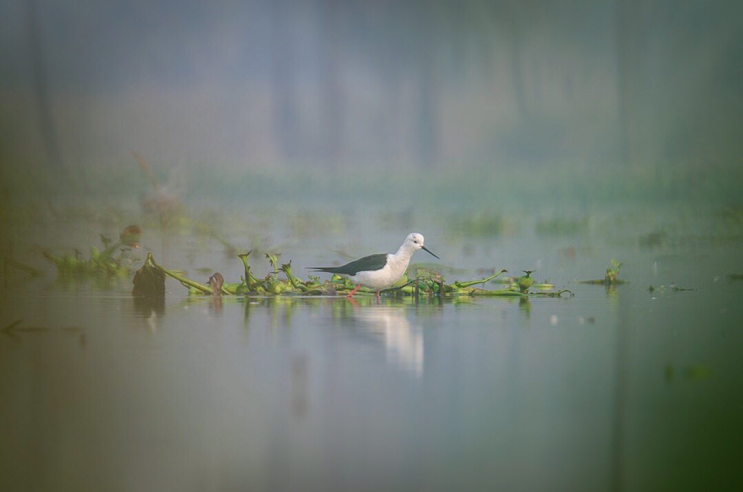 A lonesome black-winged #stilt wading through the pristine water of #Surajpur wetland. 🦢 #birdphotography #birdwatching #wetlandbirds #naturephotography #wildlife #wildlifephotography #indianwildlife #indiaves @IndiAves #twitternaturecommunity #TwitterNaturePhotography
