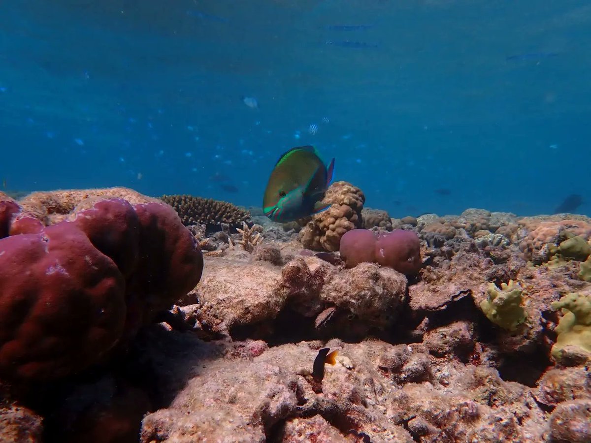 Six banded parrotfish, Scarus frenatus, at Hardy Reef, on the outer Great Barrier Reef, Central Section, out from the Whitsundays

#scarusfrenatus
#sixbandedparrotfish
#GreatBarrierReef
#outerGreatBarrierReef
#LoveTheReef
#GBR