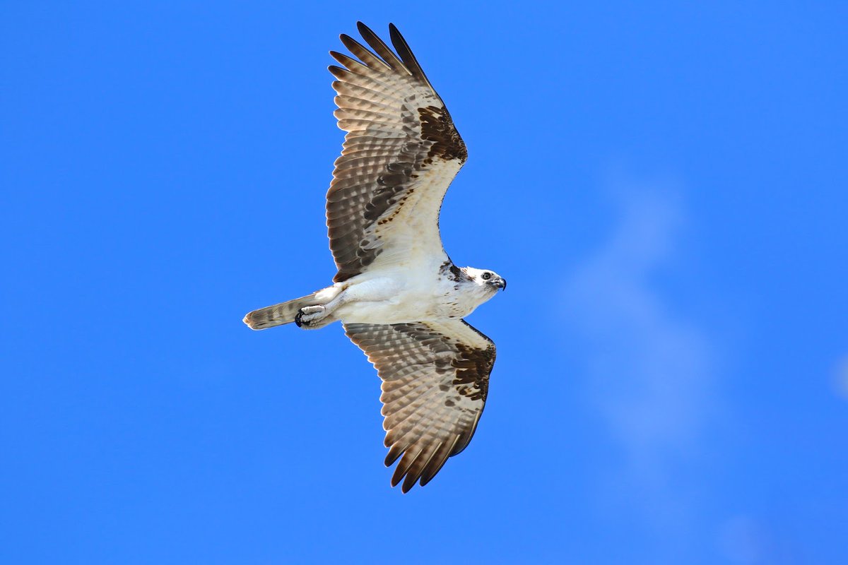 Pearl &amp; Axel report from their cabin in Marcell, MN #phenology

"while we were swimming we saw an osprey dive down into the water to catch fish"

also a wolf spider with an egg sack

#kaxemorning