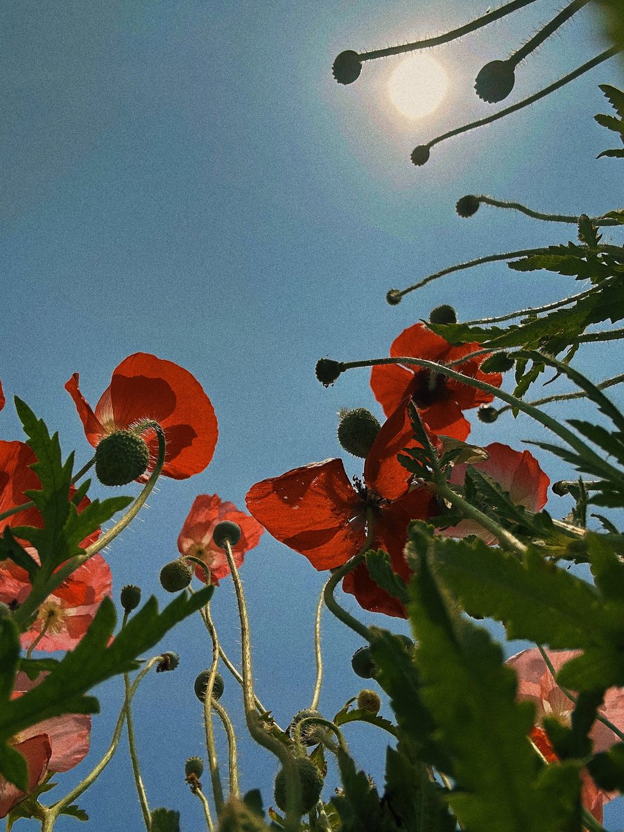 da_b_da's tweet photo. 春夏的花 都開好了 💖 https://t.co/RUSmypvpPt