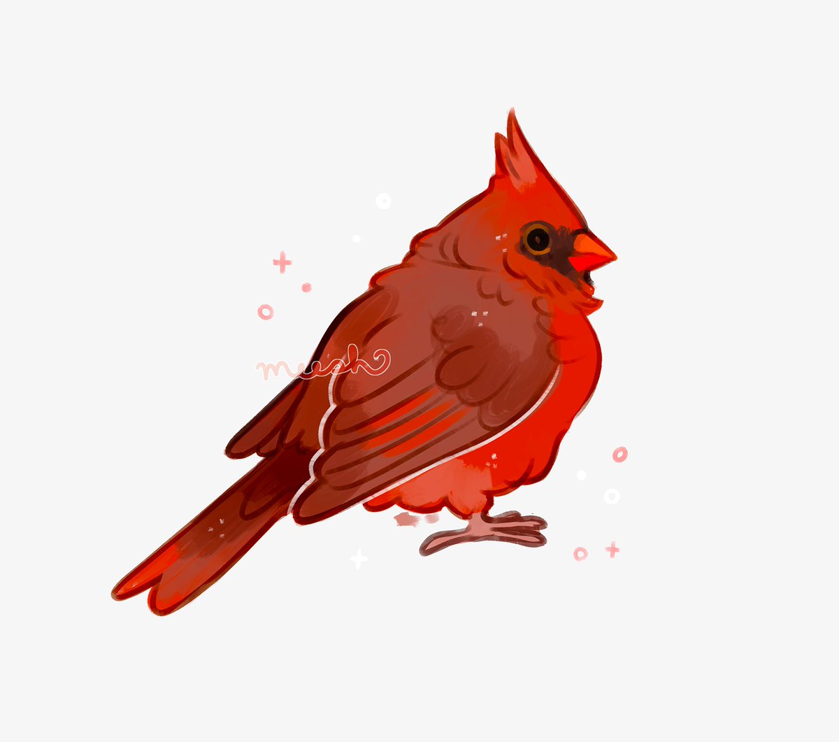 ✨ northern cardinal