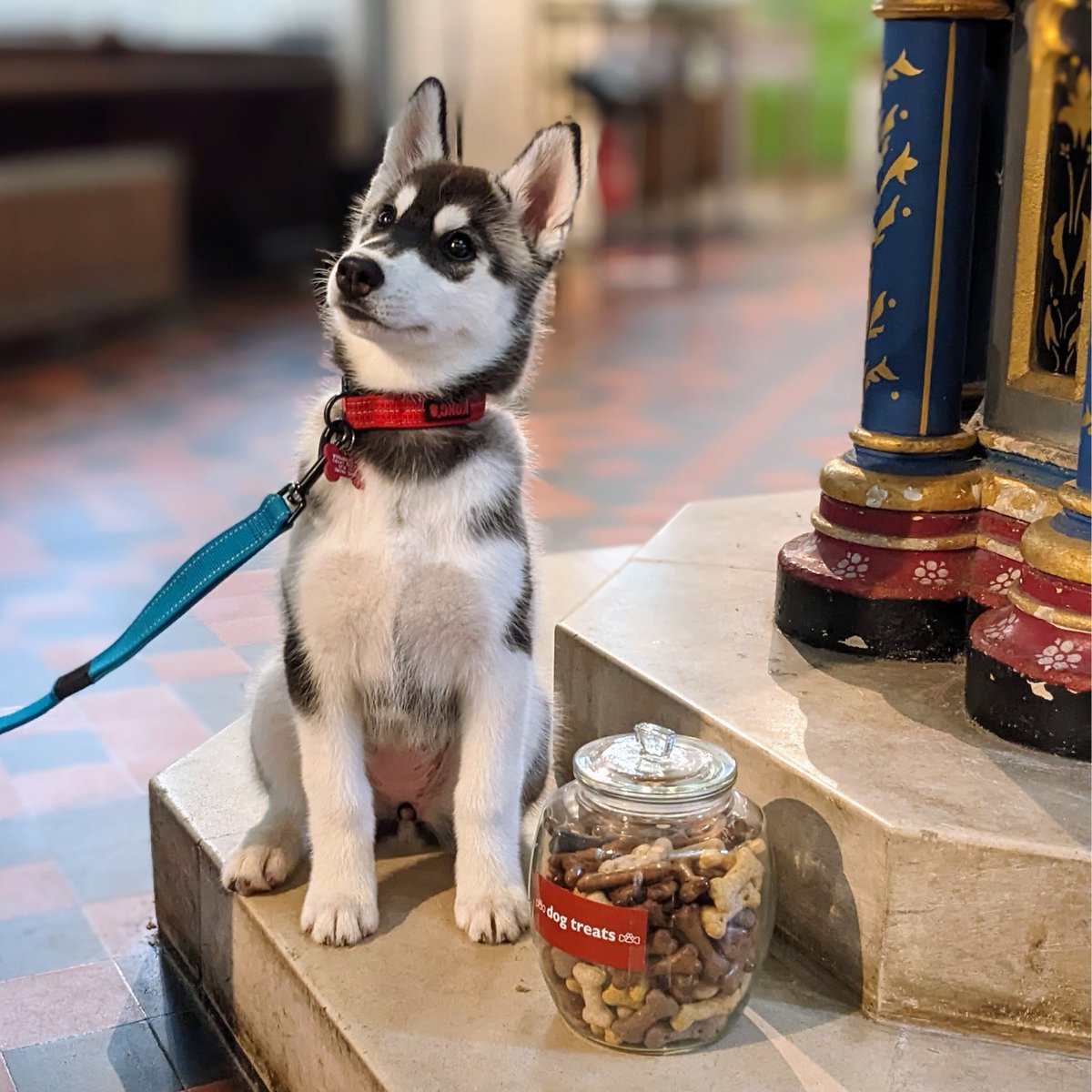 We welcome well-behaved dogs at the Cathedral! This is Maisie who was 13/10 a good girl when asked to pose beside our new dog treat jar! Bring your four-legged friends in for some history, architecture and a doggie biscuit 🦴🐕‍🦺

#dogfriendly #dogfriendlycathedral