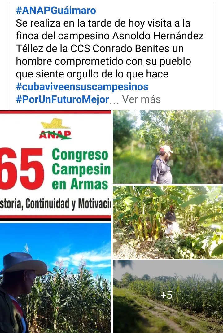 Vinculación con los productores de avanzada del Municipio de Guaimaro para continuar aumentando las producciones y con ello bajar los precios abusivos.#CubaViveyVence #Camagüey #Guaimaro.