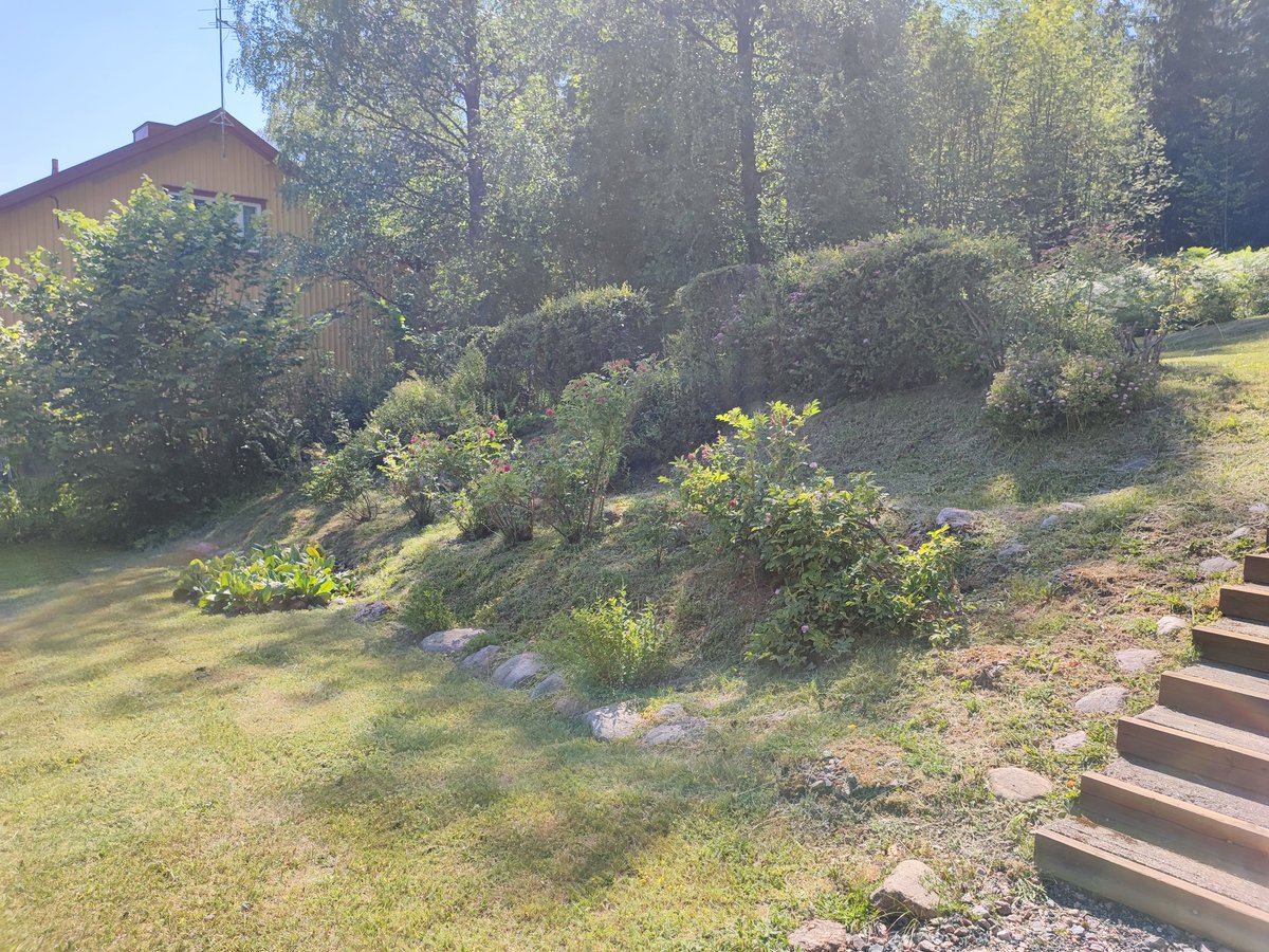 JohannaHellste2's tweet image. Meillä yhdistyy pihalla parturoidut ja luonnontilaiset alueet. Kivasti riittää kaikenlaista ötökkää, kun ollaan ajat sitten lopetettu tiettyjen kohtien siistintä. #pölyttäjät