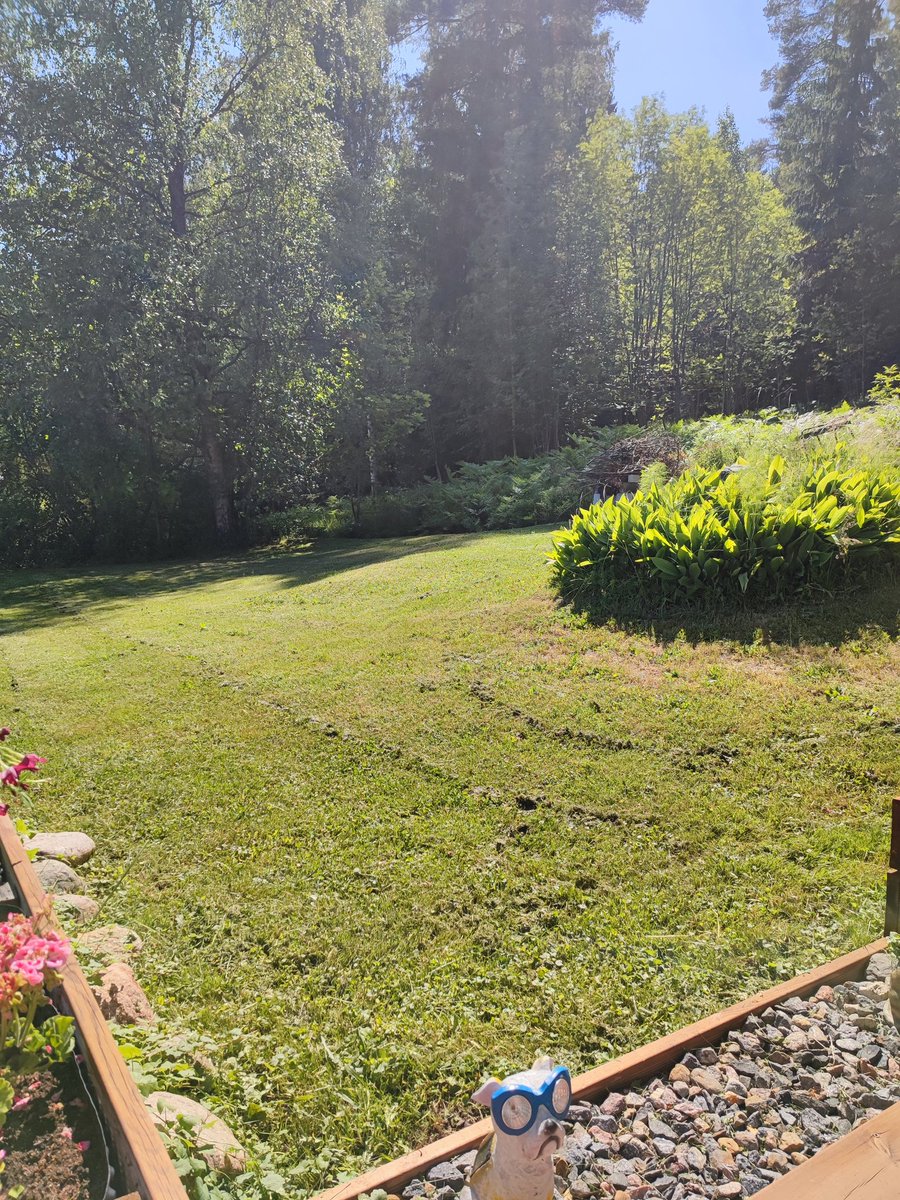 JohannaHellste2's tweet image. Meillä yhdistyy pihalla parturoidut ja luonnontilaiset alueet. Kivasti riittää kaikenlaista ötökkää, kun ollaan ajat sitten lopetettu tiettyjen kohtien siistintä. #pölyttäjät