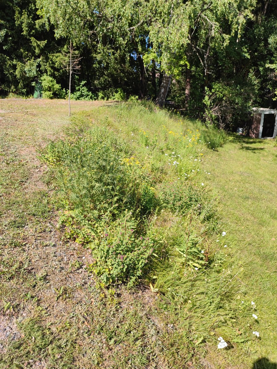 JohannaHellste2's tweet image. Meillä yhdistyy pihalla parturoidut ja luonnontilaiset alueet. Kivasti riittää kaikenlaista ötökkää, kun ollaan ajat sitten lopetettu tiettyjen kohtien siistintä. #pölyttäjät