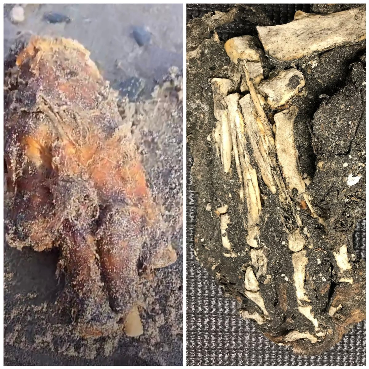 LaurenLee_915's tweet photo. @149Zone7 Oh get the heck out! Why am I not surprised you had one of these. 🤣 So here’s a side-by-side of both your sample & the #BeachHunters find. I can see it. @Autopsy_MD (very highly respected pathologist around here) made the same assessment. I’d love to learn more about all this! https://t.co/SVmDtD7fyV