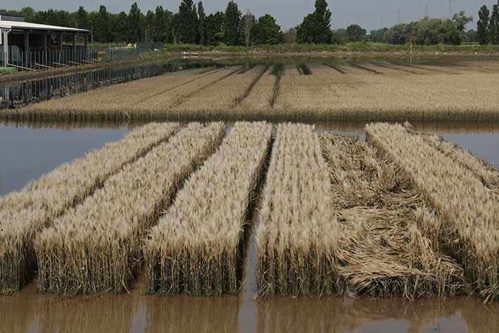 #Alluvione. Dall'#UnioneEuropea oltre 60 milioni di euro per l’#agricoltura nelle aree colpite. Risorse europee dal fondo di crisi della Politica agricola comune, potranno essere triplicati con contributo nazionale. La #notizia 👉 regioneer.it/FondiUEAgricol…