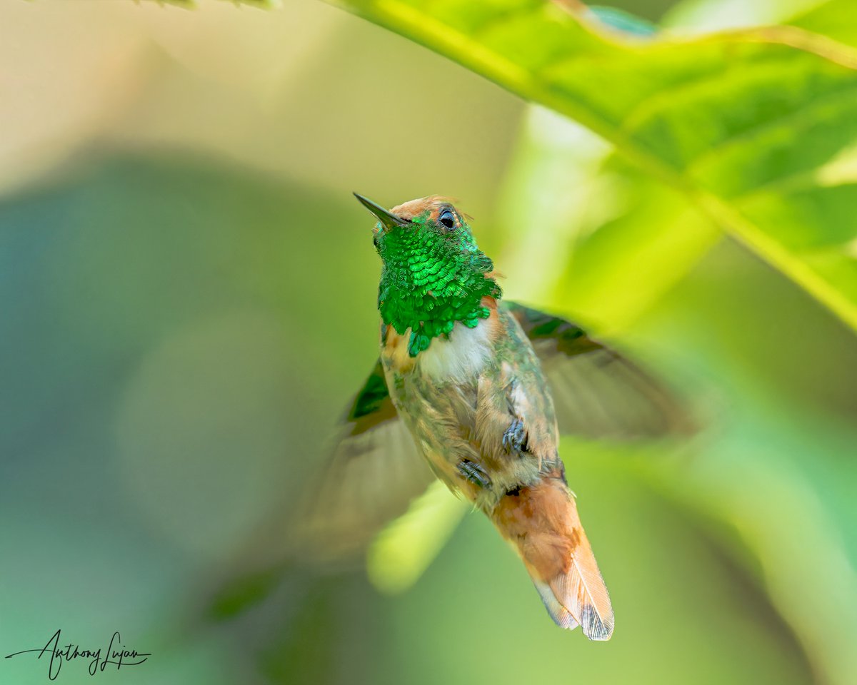 Look Ma' I could fly! 
Short-crested Coquette
Lophornis brachylophus
CRITICALLY ENDANGERED
La Pintada, Guerrero, Mexico
Sony A1 - Sony 600mm
#ALhummingbirdinflight

#shortcrestedcoquette #coquette #hummingbird #colibrí #beijaflor #mexicoendemic #CRITICALLYENDANGERED #Trochilid...