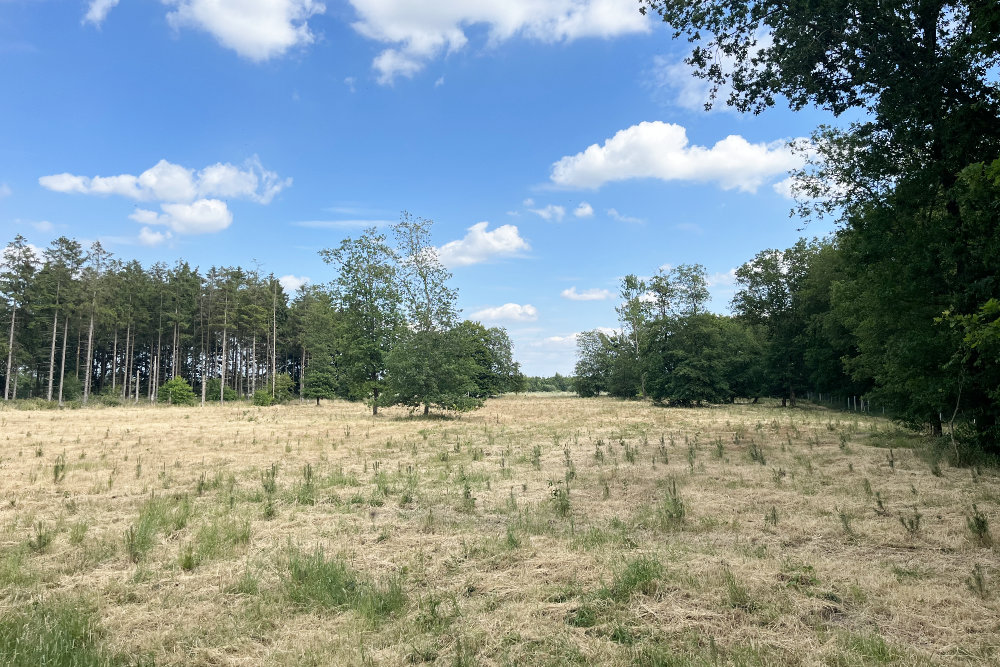 IPlantATree's tweet photo. Update Projekt Groß Rheide: Wir haben die Fläche gemäht, damit die kleinen Bäume wieder Platz haben. Leider sind die Ausfälle durch Trockenheit und Wildverbiss recht hoch.
Mehr Infos: https://t.co/0BlwJuoyje https://t.co/XDdvSMy2Uh