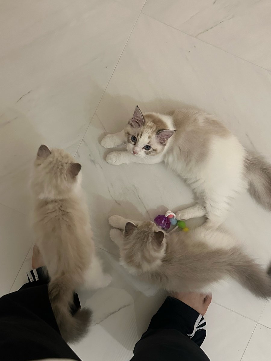 jaemin’s cat family 🥺