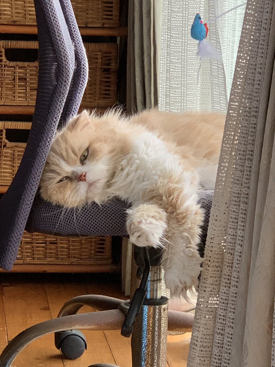 eimie1113's tweet photo. 寝落ち3秒前⌛️
☝️ ✌️ 🤟
　　／⌒ヽ💤💤💤
　く ･〝　⌒ヽ
　 |　‹ 　(∪￣]
　く ･〟 (∩￣]　ごろん
￣￣￣￣￣￣￣￣￣￣
＃ねこ ＃スコテッシュ ＃かわいい https://t.co/94sMIXY6F4