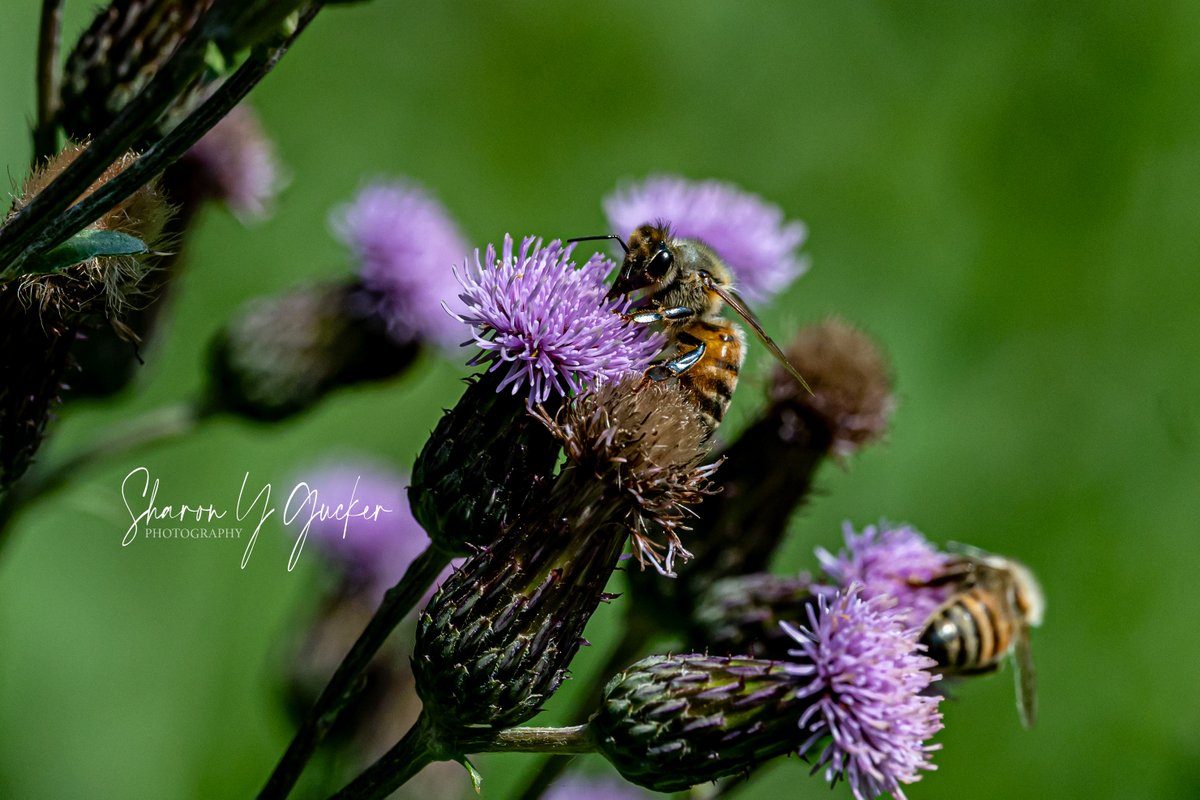 Bees
#naturephotography #nature #insects #bugs #bees #beelife #SaveTheBees #botany #nikon #nikonphotography #nikoncreators #flowers #flowerphotography #ThePhotoHour #picoftheday #naturelovers #beautyinnature #macrophotography #macroinsects #macronature #closeupphotography #bee