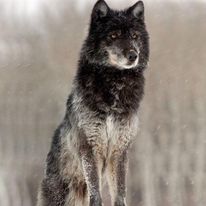"For the strength of the Pack is the Wolf, and the strength of the Wolf is the Pack"