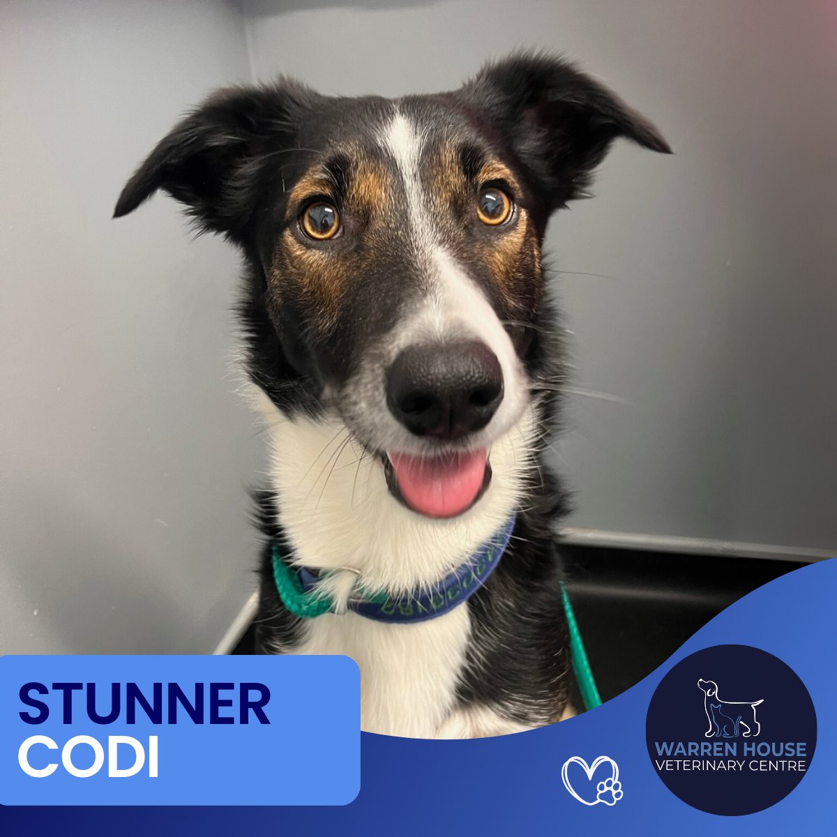 Codi loves to play in the fields, but he has a horrible allergy to grass which flares up and causes itchiness and rashes, poor boy. He was given some medication to help manage his allergies. 

Lovely to see you Codi, you were a superstar 
#dogallergies #dogoftheday #happypets