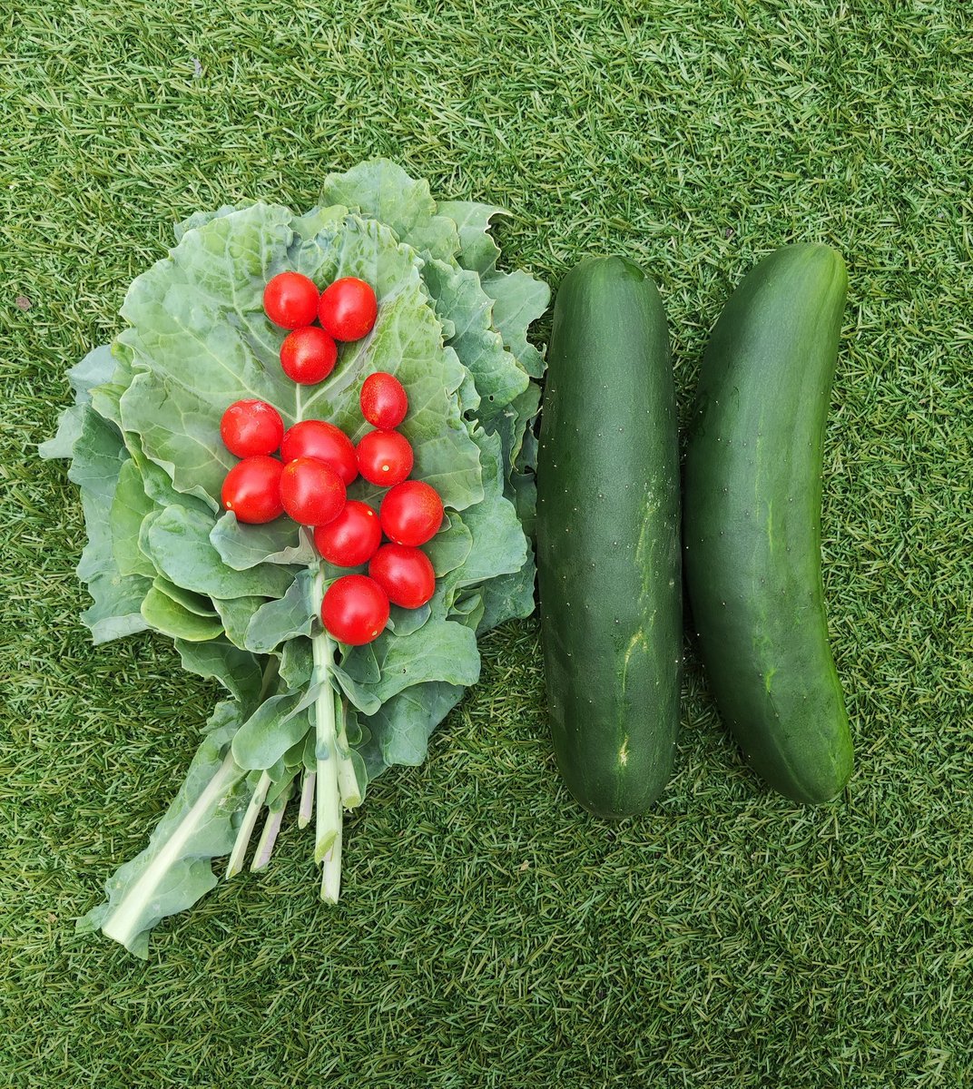 Good morniiing!

Here's today's harvest 🥬🍅🥒