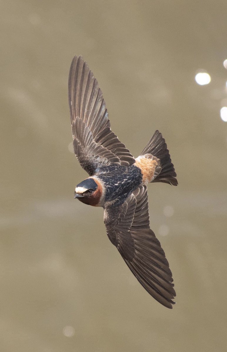 GOOD MORNING #TwitterNatureCommunity 📸🪶 Here’s another species of Swallow that resides in South Carolina during the spring and summer months: the Cliff Swallow. Seen here returning to its nesting colony. #BirdsOfTwitter #BirdTwitter #birdphotography #nature