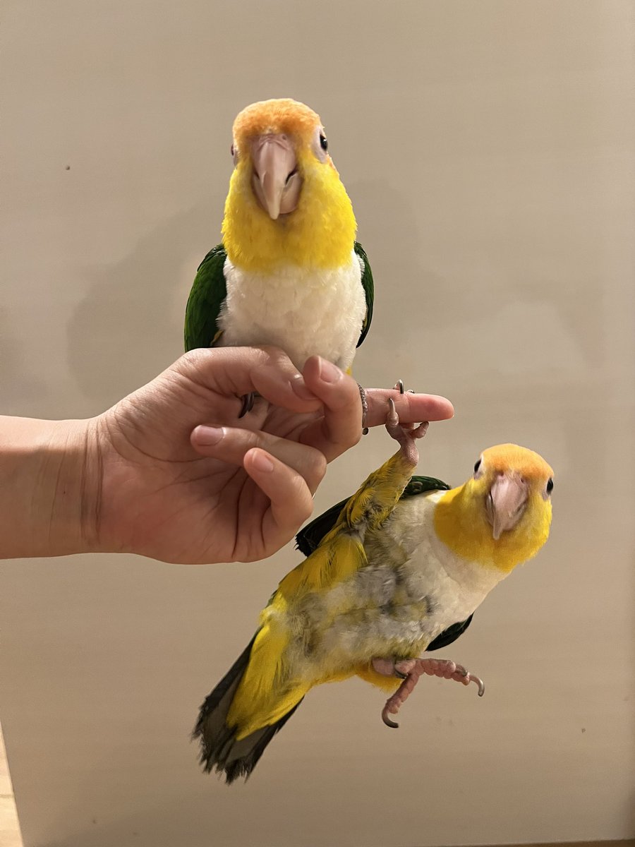 0shiriman's tweet image. 同じ指に止まることを許されなかった妹( ˙-˙ )
