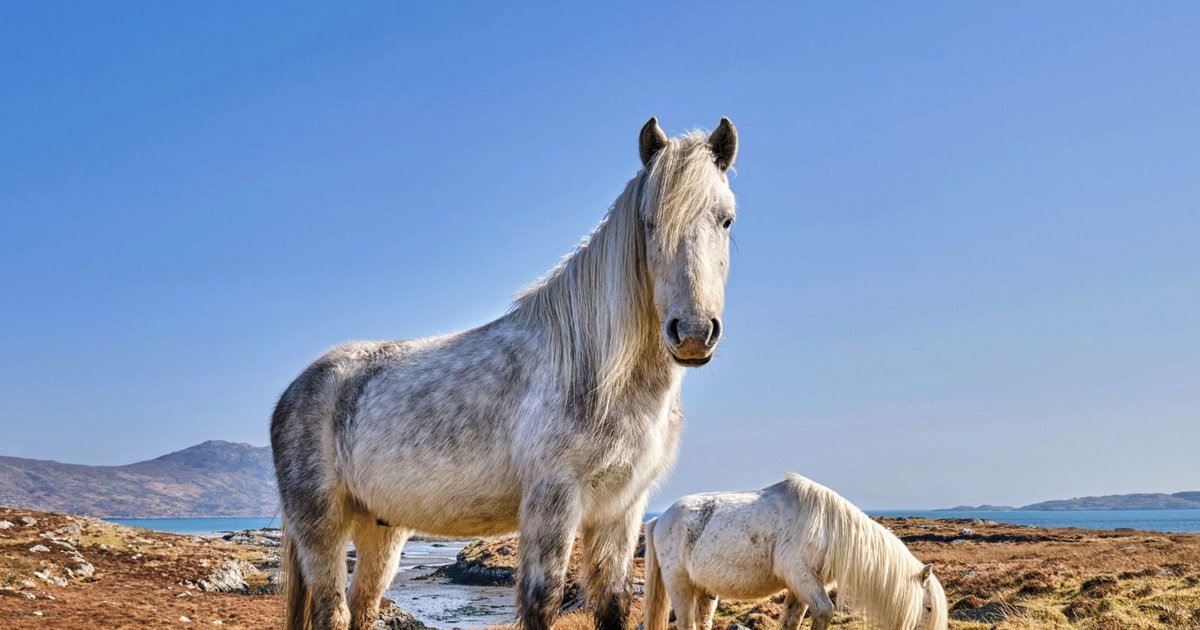 Behold the bonnie Eriskay!🐴

Among the last of the original Scottish native breeds, the Eriskay is well-known for its loveable, laidback temperament.🏴󠁧󠁢󠁳󠁣󠁴󠁿

Get to know the Eriskay 👉 fei.org/stories/lifest…