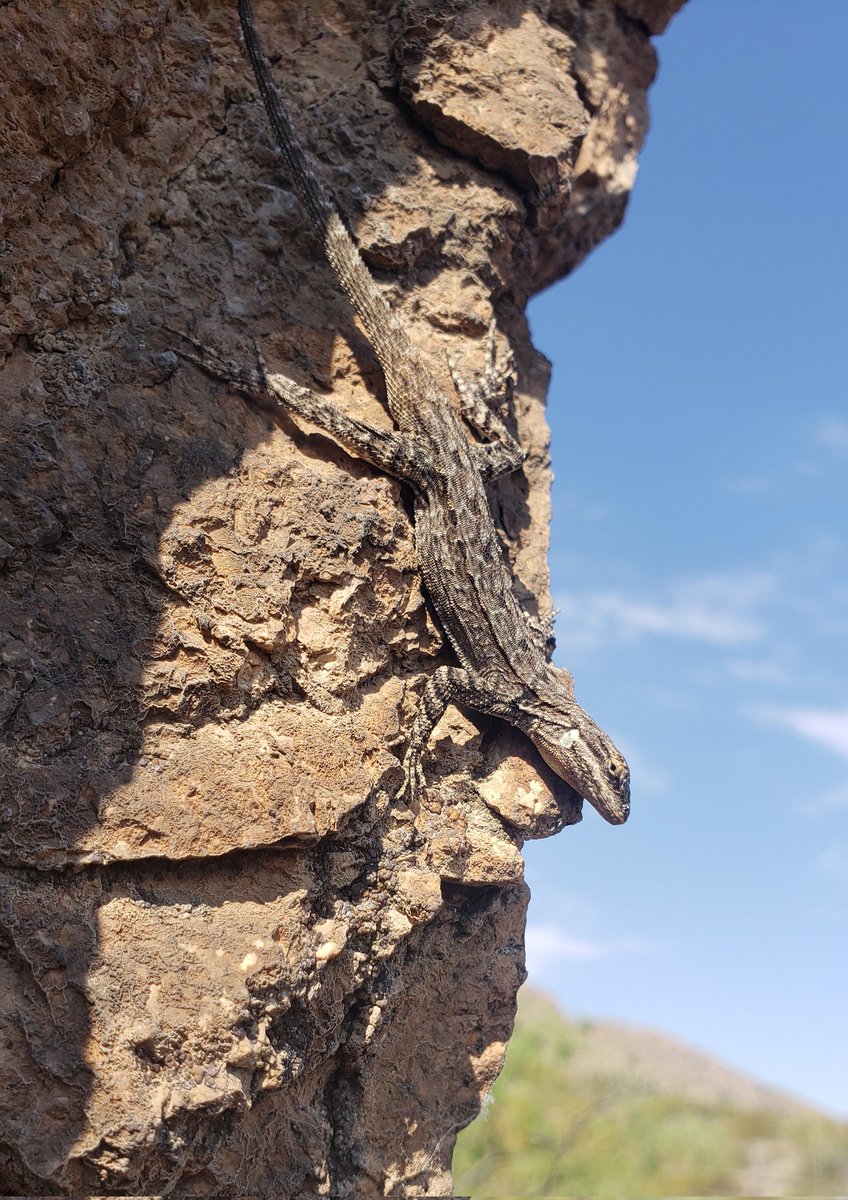 AsombroCDNP's tweet photo. Twin-spotted Spiny Lizard
Roundtail Horned Lizard juvenile
Ornate Tree Lizard https://t.co/NoKgdSeXYv
