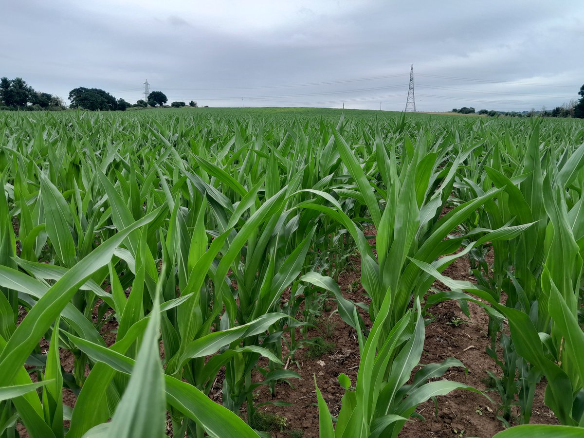 LeeFarming's tweet image. Looking forward to @Groundswellaguk. I may mention #striptill maize tomorrow at 1330 and  what we have learnt over the last 3 years.