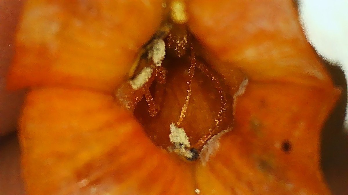 Comebackofjere1's tweet photo. I have recently discovered a new passion for microscopic photography Exploring the world of tiny organisms and structures has opened up a whole new world of photography for me. #microscopicphotography #science #art #beauty #discovery #passion @SEllingsen @UOWASSH @_traviswall https://t.co/HWyLKJaD6K