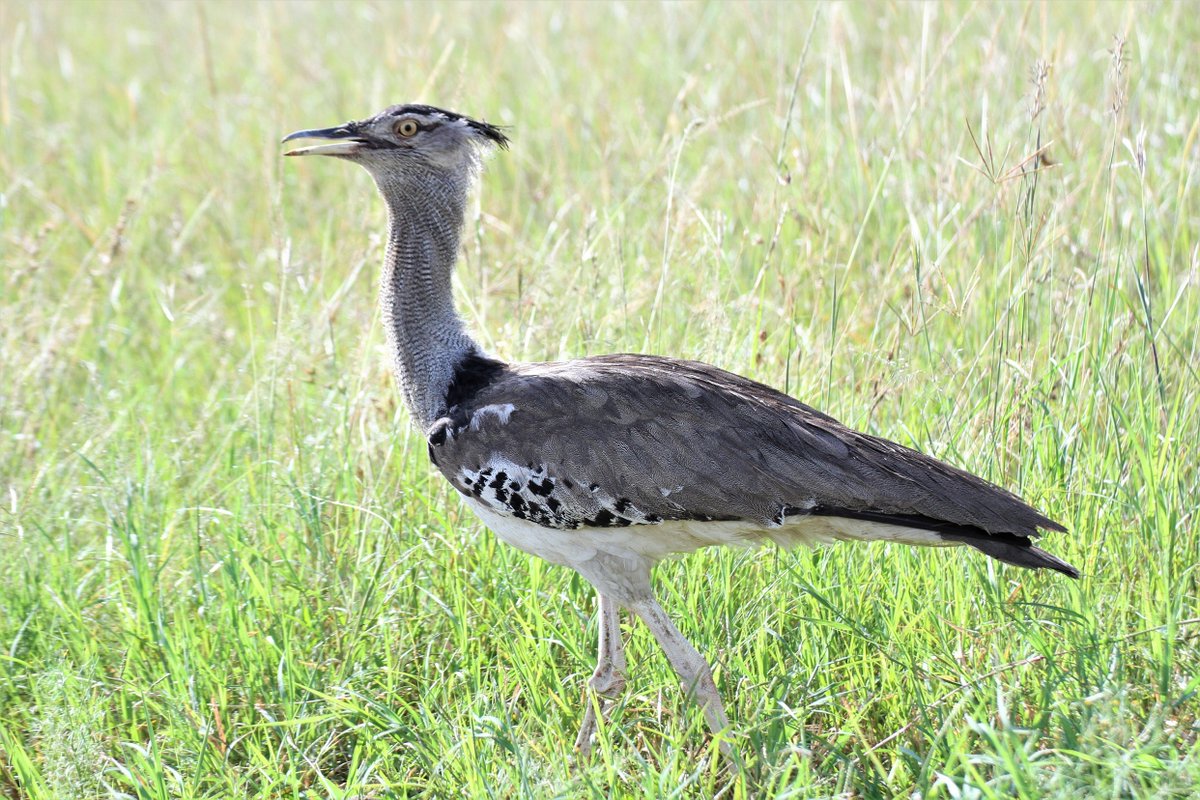 CampCastel's tweet photo. #Gamespotting
Weighing over 10kg, the Kori bustard is proof that big things come in big packages. Don't underestimate these feathered giants β they can soar higher than your expectations π ππ
#MaasaiMara #TembeaKenya #Magicalkenya #masaimara #CastelMara https://t.co/W8LC17RJES