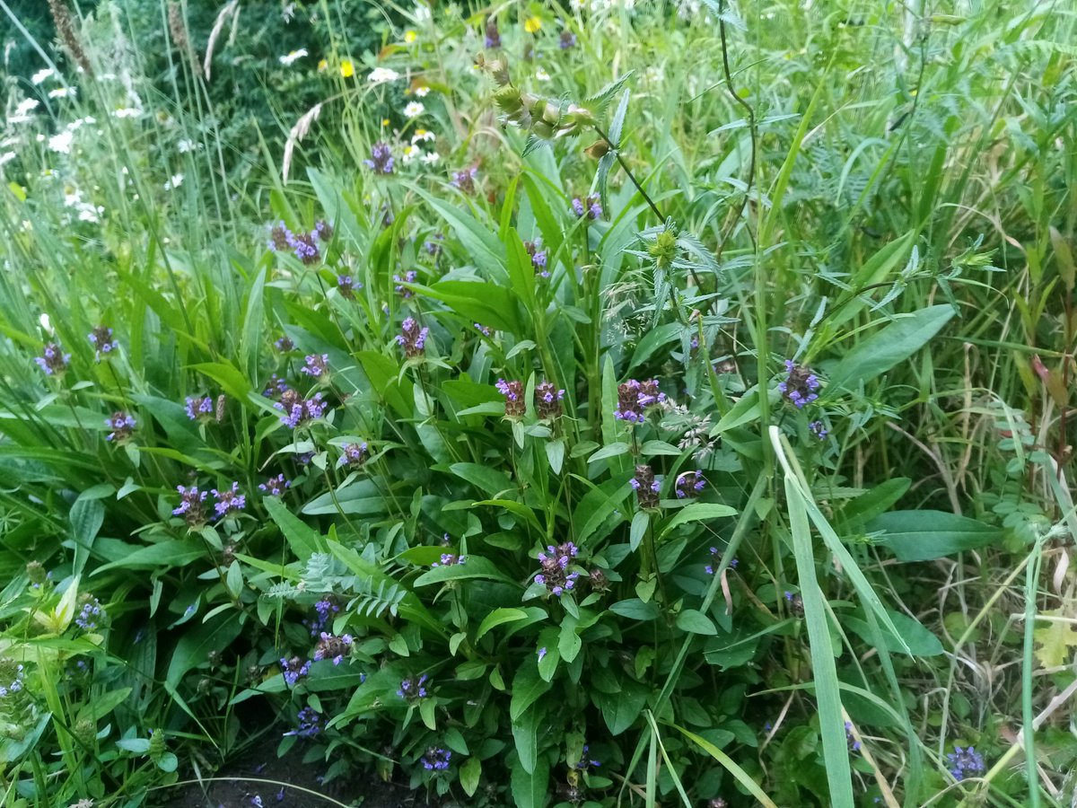 A beautiful selfheal beside our pond. Much loved by the bees💚