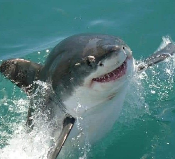 sharktyunnie's tweet photo. :D !!!! https://t.co/VmL0TBDOyD