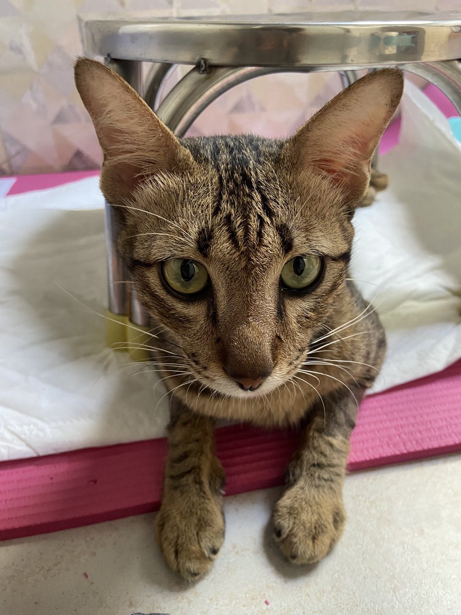 CatsterClub's tweet photo. 🏠หาบ้านให้น้องแมว🏠
น้องแมวจร เพศผู้ อายุประมาณ 1 ปีครึ่ง น้องโดนรถทับขาหลังมา ตอนนี้ได้รับการผ่าตัดมาแล้ว 2 อาทิตย์ 

ปัจจุบันเริ่มเดินได้แล้วค่ะ สามารถอึ ฉี่ในกระบะทรายเองได้ ทำหมันให้แล้วค่ะ 
น้องนิสัย ขี้อ้อน ไม่ดุ ปรับตัวเก่ง น้องสู้ชีวิตมามาก อยากให้น้องได้เจอเจ้าของที่น่ารัก ที่เมตตาน้องค่ะ 
  
พิกัด: รามคำแหง 
เบอร์ติดต่อ: 0867877946 หยู