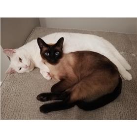 Peanut and Casper are an unlikely duo who love each other very much! They are looking for a quiet home where they will be the only pets. Info: cats.org.uk/axhayes/adopt-… #WhiskersWednesday #ExeterHour #CatsOnTwitter #CatsOfTwitter