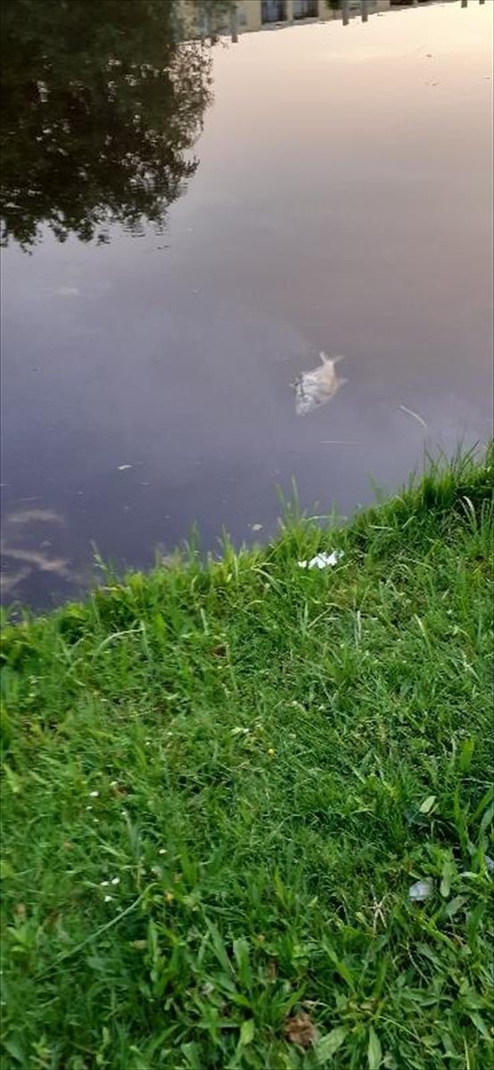 Stadsbeheer010's tweet photo. Ziet u dode #Vissen drijven in vijvers of singels? De gemeente weet ervan, u hoeft geen melding te maken. De gemeente is bezig de dode vissen op te ruimen. Het opruimen duurt een aantal dagen. Bedankt voor uw geduld. https://t.co/yNkDZMogON https://t.co/NdwtJ3DTYK
